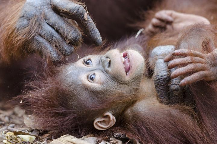 Fotografía de Joan de la Malla para Nthephoto. Cuidados de una madre orangutan a su cría. Indonesia