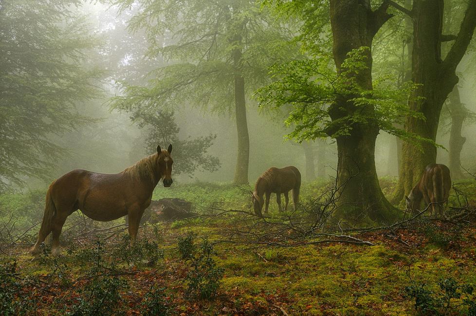 Fotografía de José Manuel Castrillo Pérez para Nthephoto. Fotografía realizada en  un bosque de hayedo en el Rasillo (Cantabria)