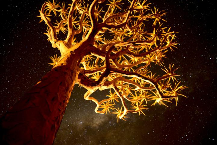 Fotografía de Enrique López-Tapia de Inés para Nthephoto. Un kokerboom, un árbol con hojas en forma de estrellas, fotografiado con la vía láctea de fondo. Namibia.