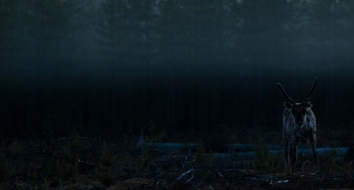 Fotografía de ismaele tortella para Nthephoto. Rena en la oscuridad en los perdidos bosques de la Laponia Sueca