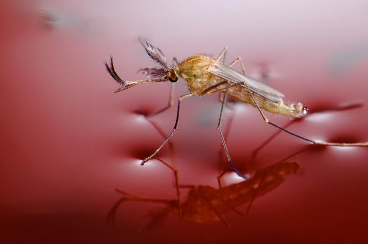 Fotografía de Roger Eritja para Nthephoto. Macho de mosquito común recién nacido, flotando en el agua contenida en un cubo de plástico rojo.