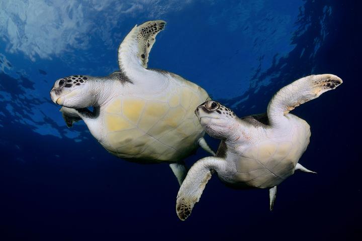 Fotografía de Sergi Garcia para Nthephoto. Sincronizadas. Una pareja de tortugas verdes nadan como si de un ejercicio de natación sincronizada se tratara